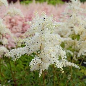 Astilbe x arendsii 'Brautschleier'  White ---